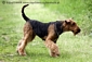 airedale-438