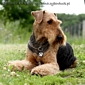 airedale-439