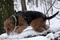 airedale-454