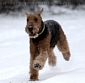 airedale-456