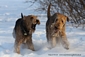 airedale-457