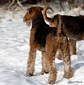 airedale-459