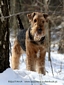 airedale-460