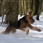 airedale-461