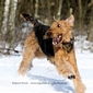 airedale-463