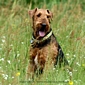 airedale-474