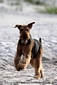 airedale-480