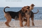 airedale-482