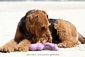 airedale-484