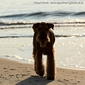 airedale-489