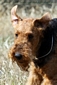 airedale-493