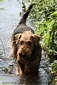 airedale-496