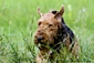 airedale-499