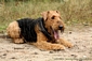 airedale-501