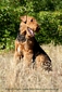 airedale-502