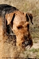 airedale-505