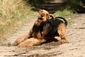 airedale-506