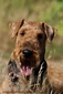 airedale-508