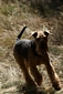 airedale-509