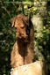 airedale-512