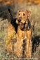 airedale-514