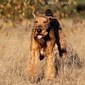 airedale-516