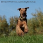 airedale-524