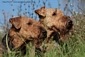 airedale-525