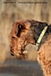 airedale-526