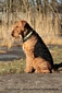 airedale-527