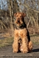 airedale-528