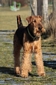 airedale-529