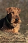 airedale-530