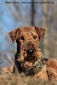 airedale-531