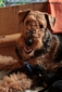 airedale-535