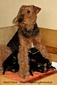 airedale-539