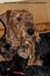 airedale-540