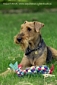 airedale-547