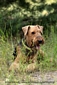 airedale-559