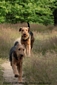 airedale-561