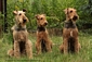 airedale-562