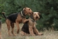 airedale-564