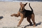 airedale-570