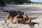 airedale-574