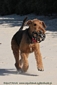 airedale-579