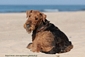 airedale-585