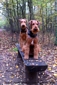 airedale-589