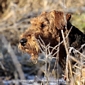 airedale-602