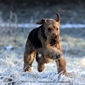 airedale-603