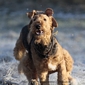 airedale-604